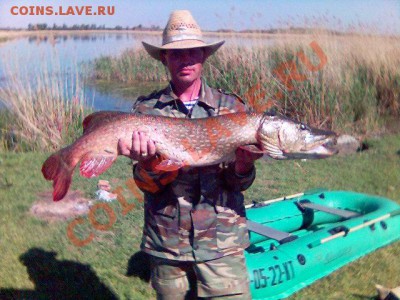 Рыба моей мечты. - Картинка(4)