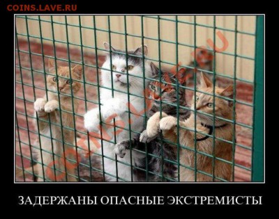 юмор - 22675740