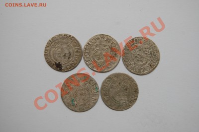 Серебряные полтораки Сигизмунда 3. Погодовка. 24.10.13 в 22 - DSC_5256.JPG