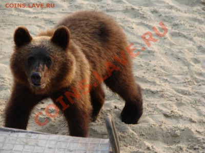 В лесу встретили медведя? - y_1632426f