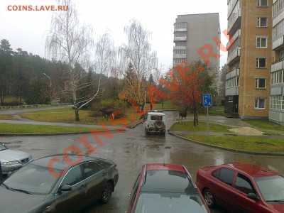 В лесу встретили медведя? - Фото2157