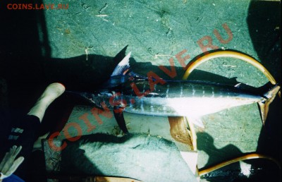 Рыба моей мечты. - Small_marlin.JPG