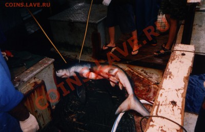 Рыба моей мечты. - Shark_02.JPG