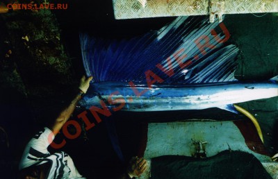 Рыба моей мечты. - Sail_Fish.JPG