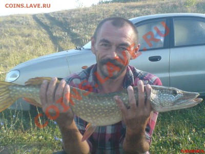 Рыба моей мечты. - DSC01304.JPG