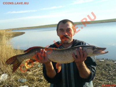 Рыба моей мечты. - DSC01333.JPG