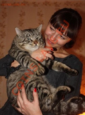 Любите ли вы кошек? - 456743