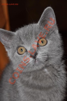 Любите ли вы кошек? - DSC_0018