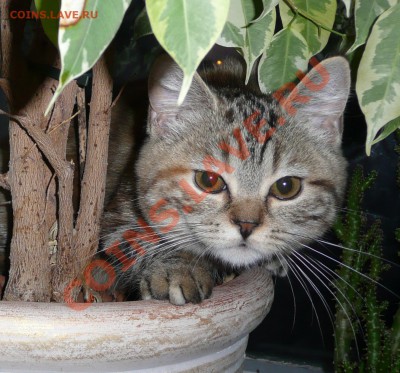 Любите ли вы кошек? - Кася.JPG