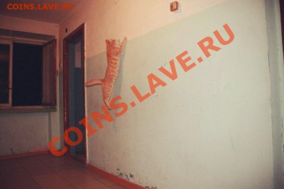 Любите ли вы кошек? - image