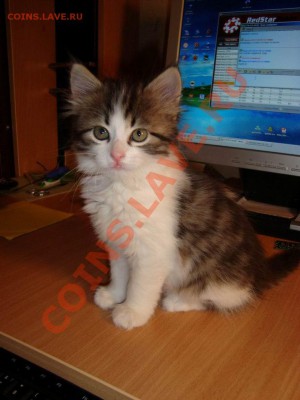 Любите ли вы кошек? - DSC00425.JPG