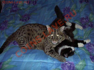 Любите ли вы кошек? - 050056053051050054055048