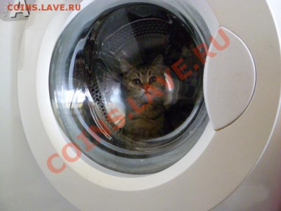 Любите ли вы кошек? - P1030914.JPG