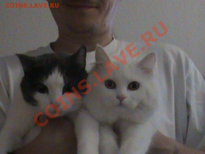 Любите ли вы кошек? - DSC00042.JPG