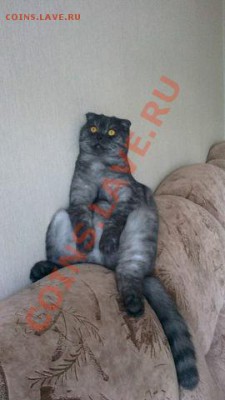 Любите ли вы кошек? - getImage
