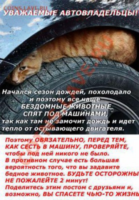 Любите ли вы кошек? - wgc0RD0k6ls