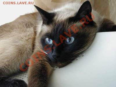 Любите ли вы кошек? - 1261079597_animals301