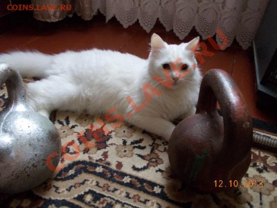 Любите ли вы кошек? - 1
