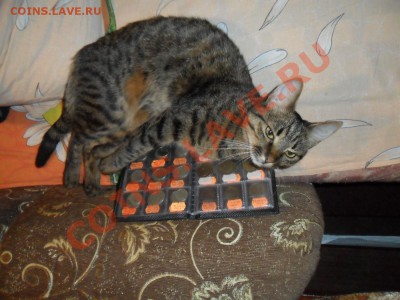 Любите ли вы кошек? - SAM_7565.JPG