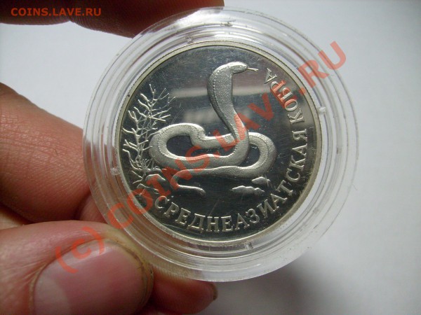 Среднеазиатская кобра . Серебро. до 3.02.10 до 22.00 по МСК - S7300010.JPG