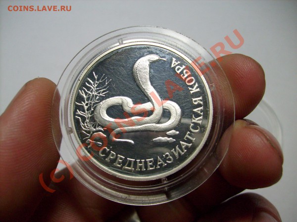 Среднеазиатская кобра . Серебро. до 3.02.10 до 22.00 по МСК - S7300012.JPG