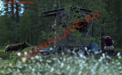 В лесу встретили медведя? - 00A0940131D6_217.194.248.2_10.250.165.100_001357