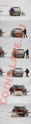 В лесу встретили медведя? - 00A094032CAB_194.11.20.40_80.92.198.246_000341