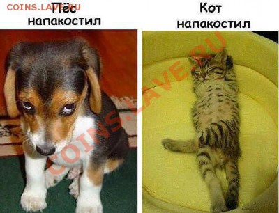 юмор - getImage (6)
