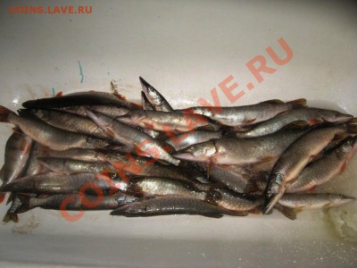 СТРАНИЧКА РЫБАКА - IMG_4385.JPG