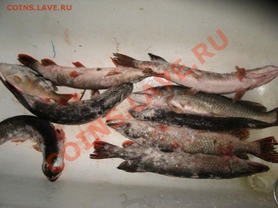 СТРАНИЧКА РЫБАКА - IMG_4406.JPG