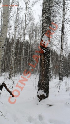 Чага .Дёшево.Гарантия! - SAM_8348.JPG