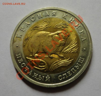 Песчаный слепыш - DSC02165.JPG