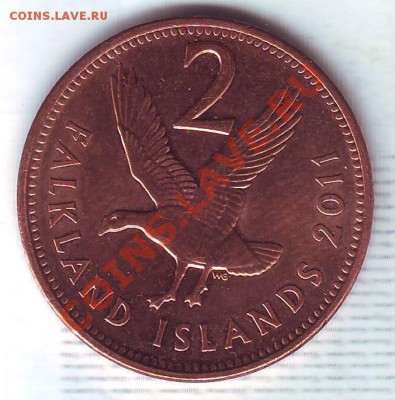 Фолкленды.2 Пенса.2011.Магелланов гусь.до 10 января - 20110073.JPG