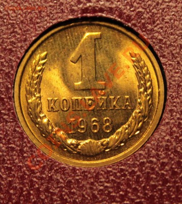 1к68г лысая или обычная? - IMG_8576.JPG