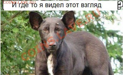 юмор - пес