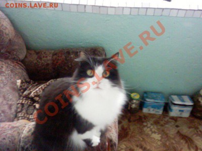Любите ли вы кошек? - PIC-0223