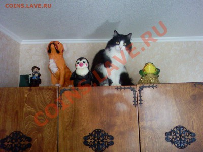 Любите ли вы кошек? - PIC-0964