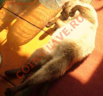 Любите ли вы кошек? - P1010291.JPG