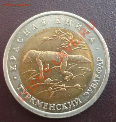 Эублефар - смещение центральной вставки - DSC02828.JPG