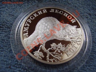 Рубль. Амурский лесной кот. - P3200164.JPG