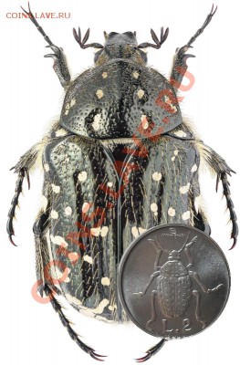 Животные на монетах - Oxythyrea-funesta-km