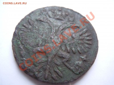 денга 1731 в сохране Видны перышки короткий аук - DSCN1852.JPG