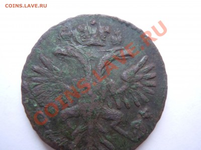 денга 1731 в сохране Видны перышки короткий аук - DSCN1853.JPG