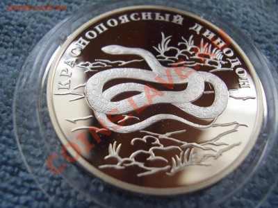 Рубль ... динодон 2007 - P3200166.JPG