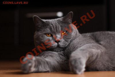Любите ли вы кошек? - IMG_2408.JPG