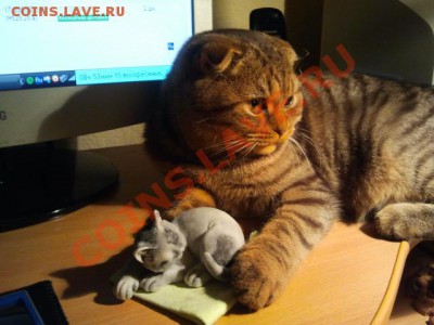 Любите ли вы кошек? - 2013-11-24 08.53.51