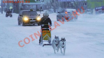 перекличка городов по температуре - Ростов = На собачьей упряжке по сугробам (29 01 2014)
