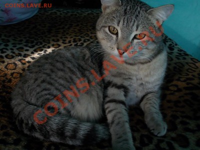 Любите ли вы кошек? - DSCN4147.JPG