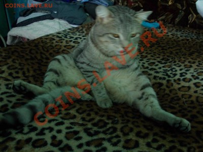 Любите ли вы кошек? - DSCN4145.JPG