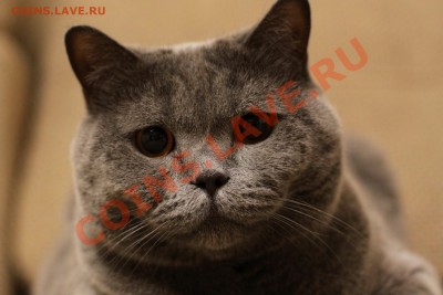 ФОТО - просто фото. Те что получились удачными. - IMG_3633.JPG